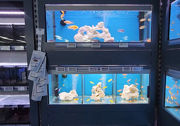 Australian Pet Store Case